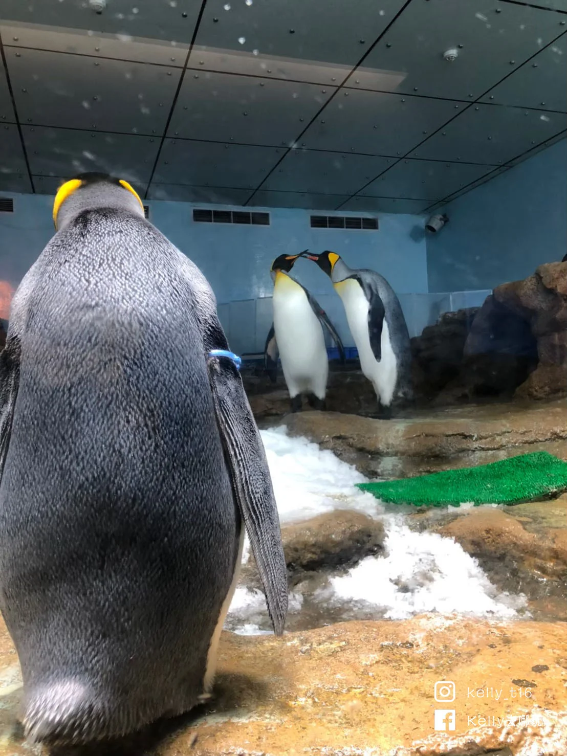 桃園景點推薦，夢幻水母牆、企鵝溜滑梯，Xpark水族館10大必看攻略！