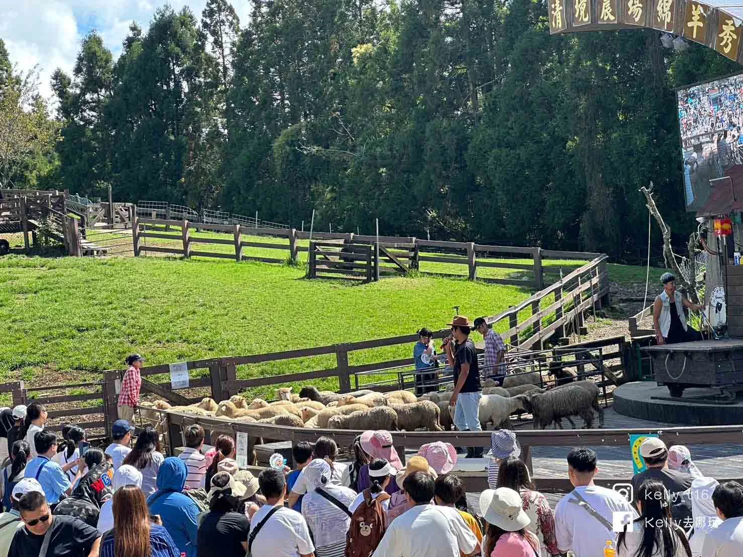 清境農場一日遊攻略，5大必看綿羊秀、馬術秀、天空步道地圖懶人包