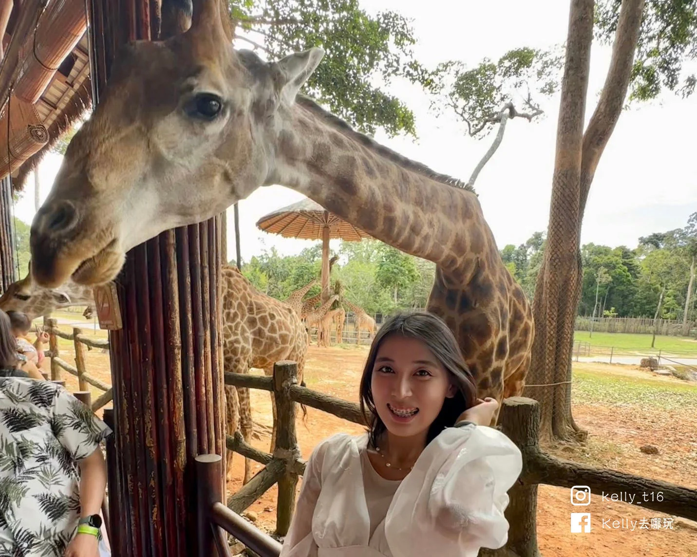 5分鐘攻略！富國島動物園Safari必體驗，餵長頸鹿、免費搭動物巴士、百鳥秀、最佳路線懶人包