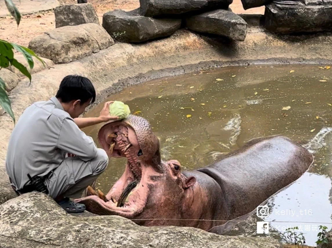 5分鐘攻略！富國島動物園Safari必體驗，餵長頸鹿、免費搭動物巴士、百鳥秀、最佳路線懶人包